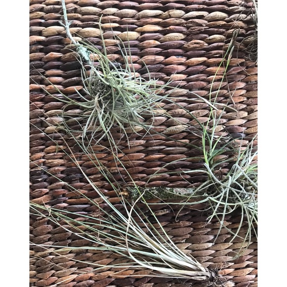 Air Plant -bundle of 10 Plants  Assorted Tillandsia - Picture 3 of 7